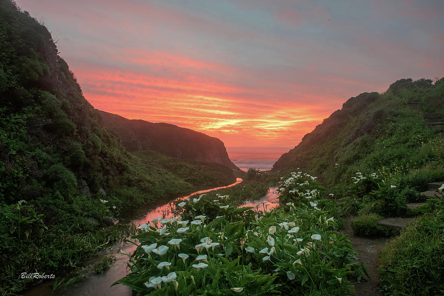 Lilies Of the Gulch Photograph by Bill Roberts