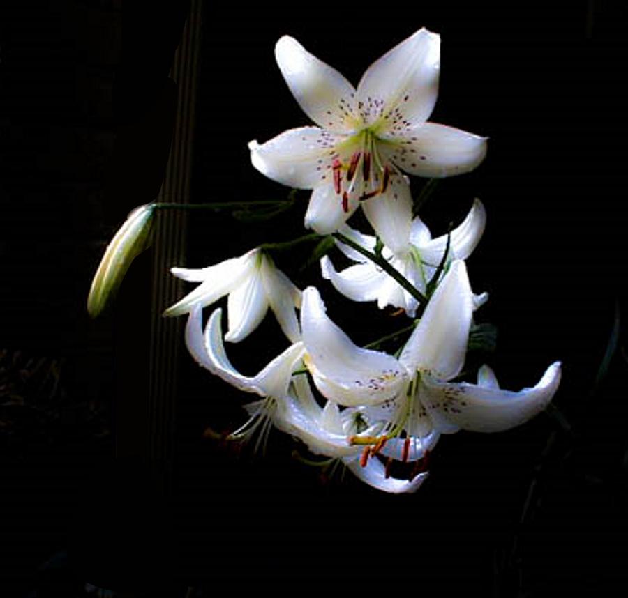 Lilies #1 Photograph by Tony Kroll