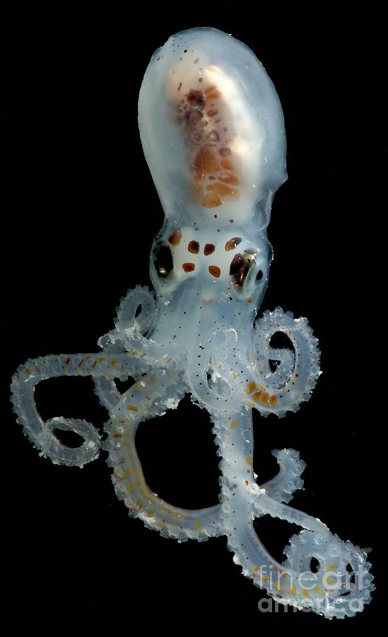 Lilliput Longarm Octopus Photograph by Dante Fenolio