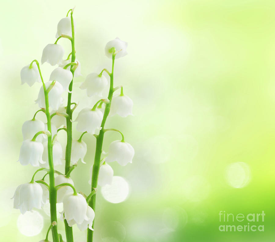 Lilly of the Valley #2 Photograph by Anastasy Yarmolovich