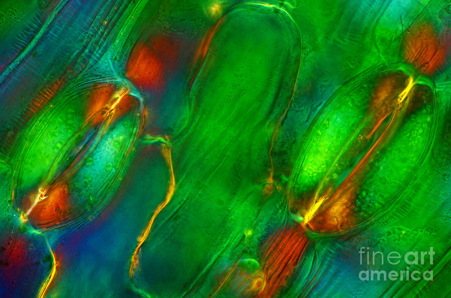 Lilly Stomata, Polarized Lm Photograph by Marek Mis | Fine Art America