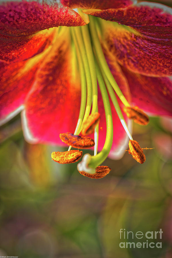 Lily Abstract #1 Photograph by Mitch Shindelbower