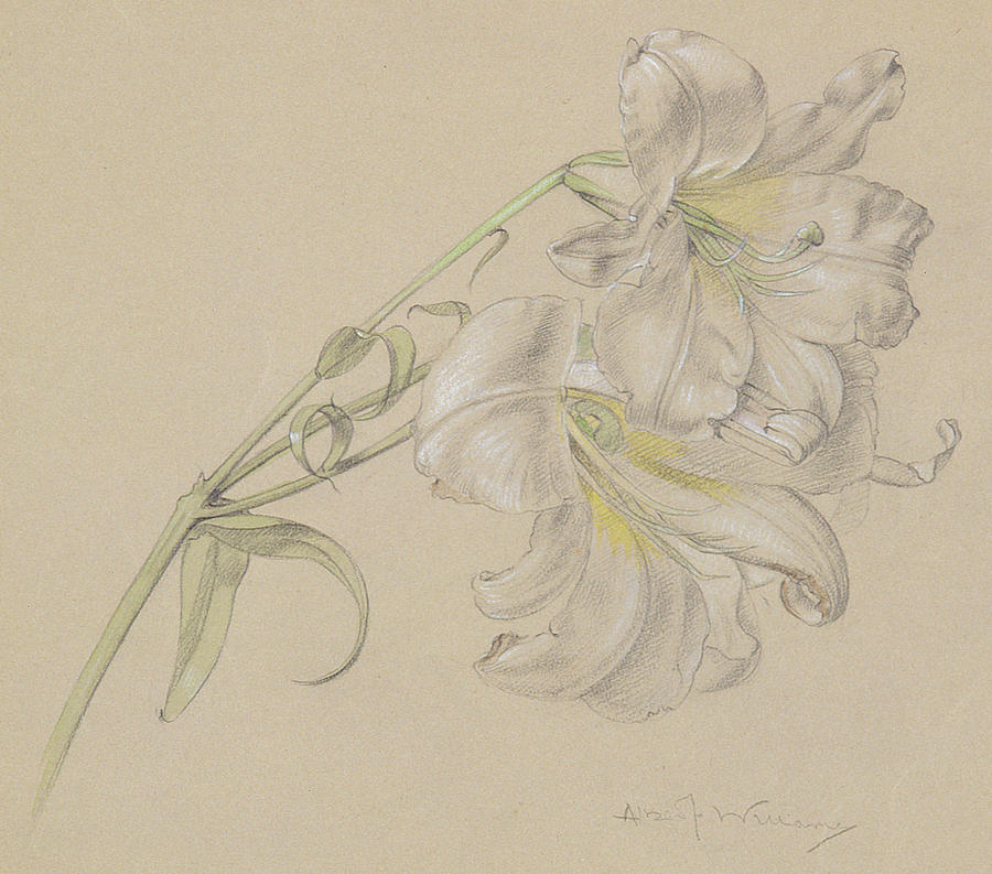 Lily Drawing by Albert Williams