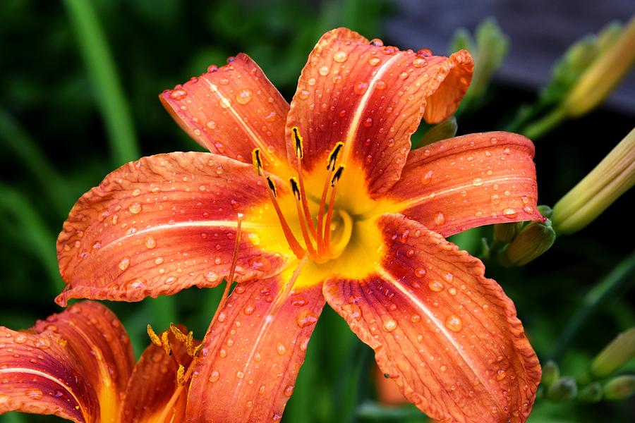 Lily Photograph by Amanda Bender - Fine Art America