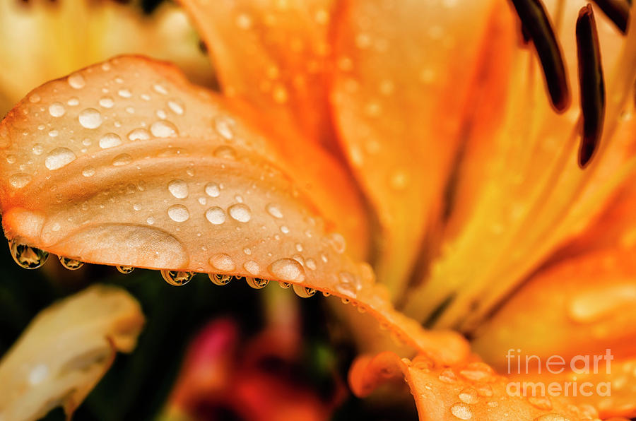 Lily In The Rain Photograph