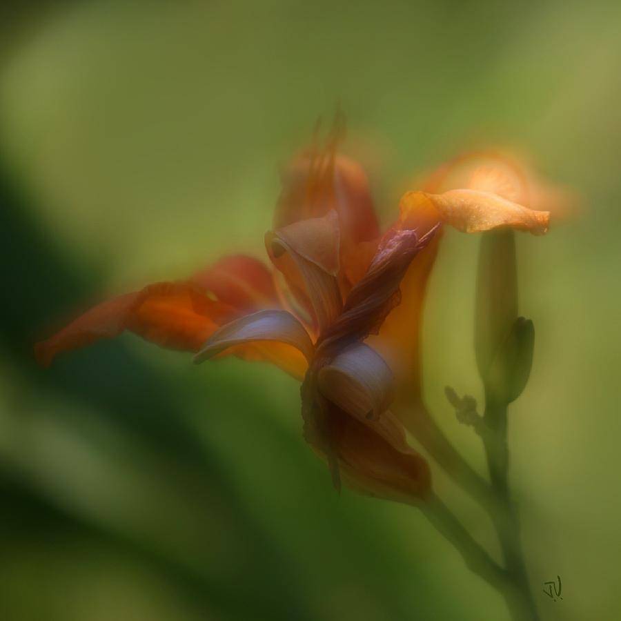 Lily #1 Photograph by Jim Vance