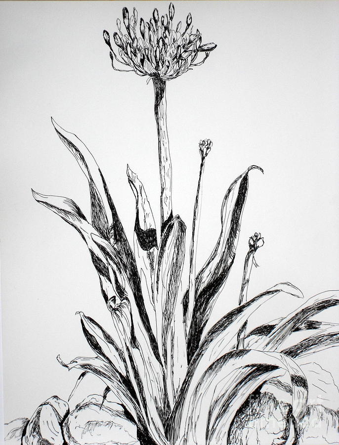 Lily of the Nile #1 Drawing by Vicki  Housel