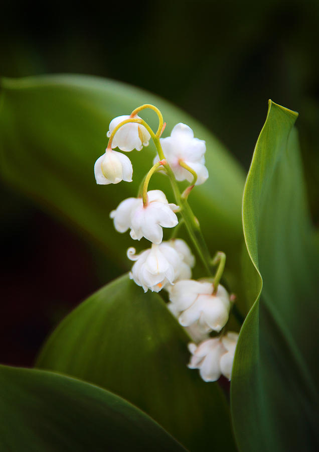 Lily of the Valley #1 Photograph by Jessica Jenney