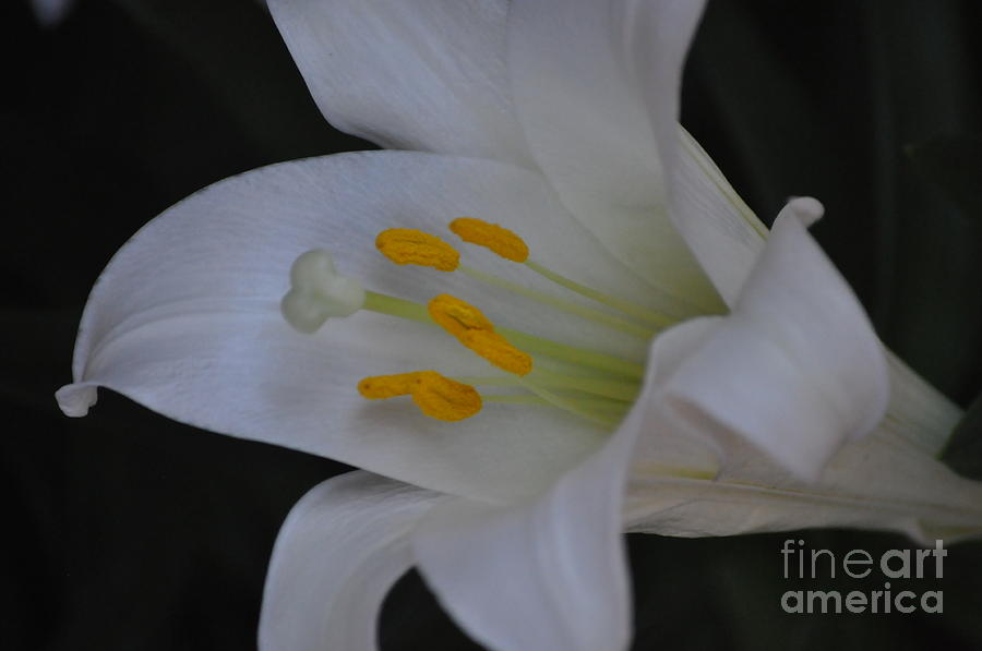 Lily Photograph - Lily of the Valley #1 by Nona Kumah