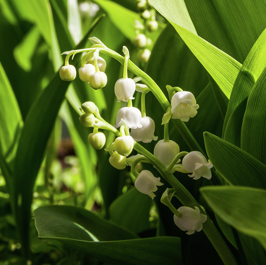 Lily of the valley #2 Photograph by Paul MAURICE