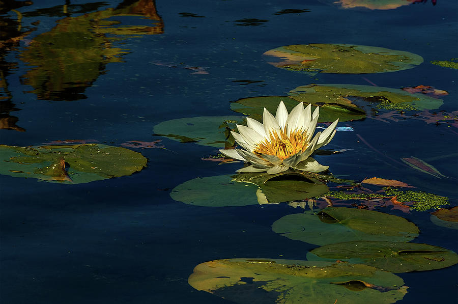 Lily Pad #1 Photograph by Xavier Cardell