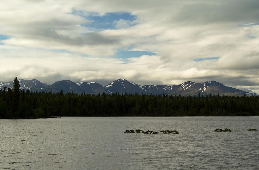 Lily Pads And Mountains Photograph