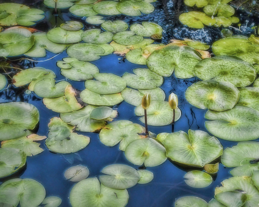 Lily Pads #1 Photograph by Ann Powell