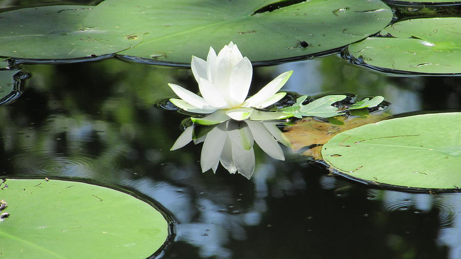 Lily Pads Digital Art by Ellsbeth Page - Fine Art America