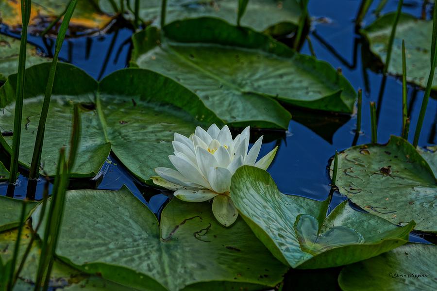 Lily Pads #1 Photograph by Steven Clipperton
