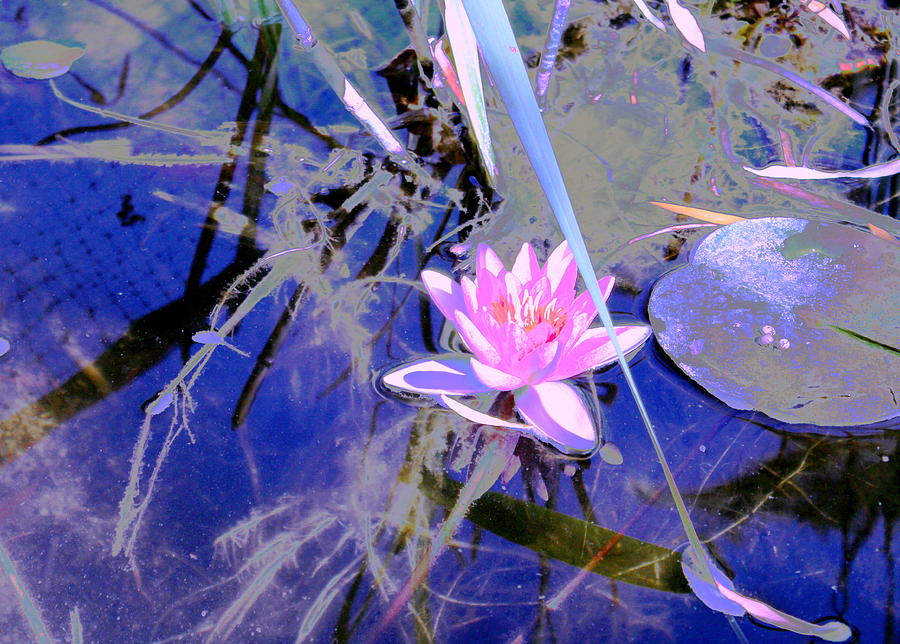 Lily Pond Pink #2 Photograph by M Diane Bonaparte