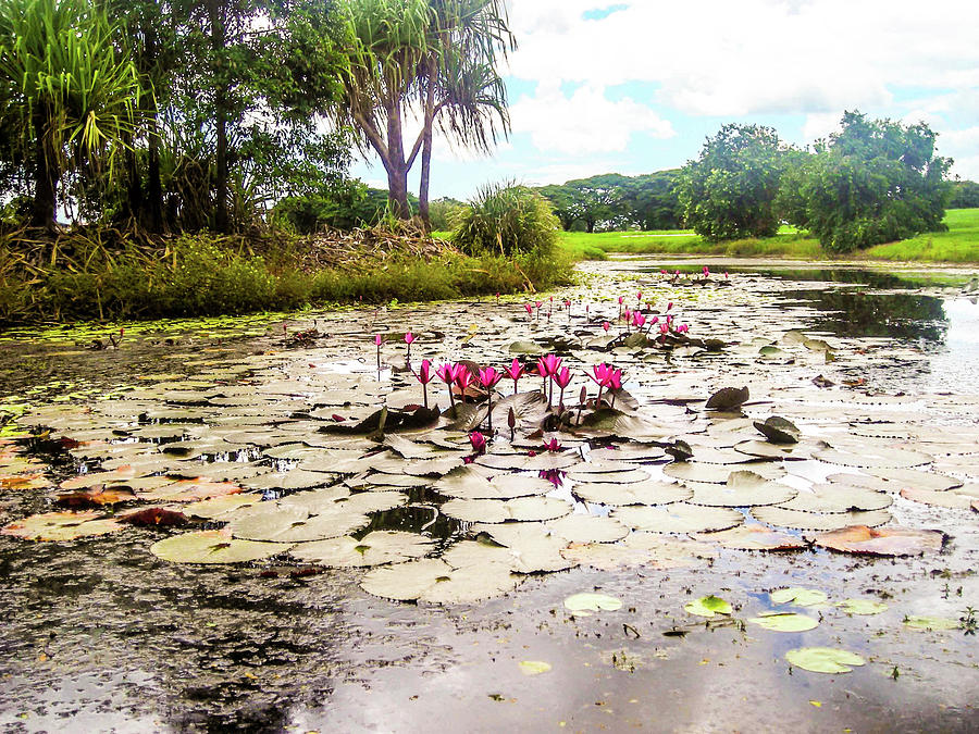 lilypond dubai