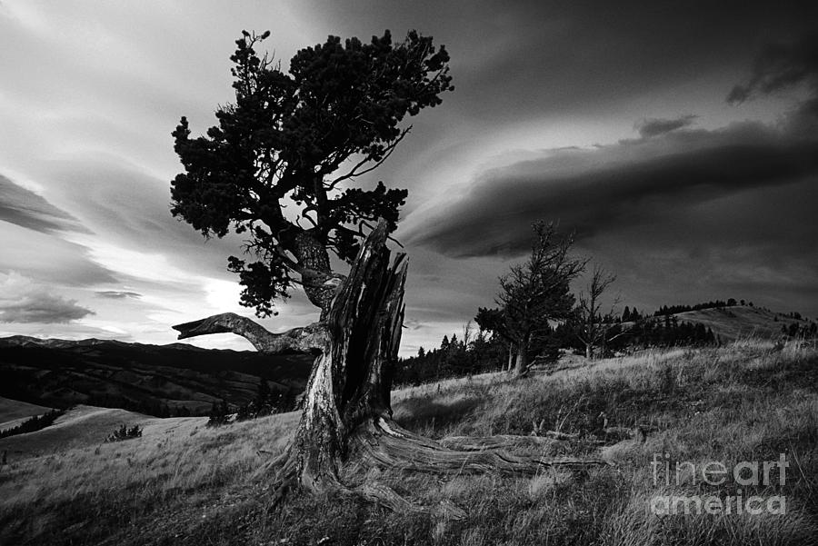 Limber Pine #1 Photograph by Bob Christopher
