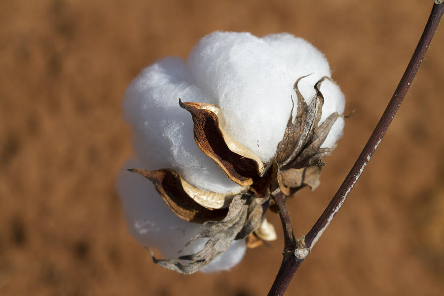 Limestone County Cotton Boll Photograph by Kathy Clark