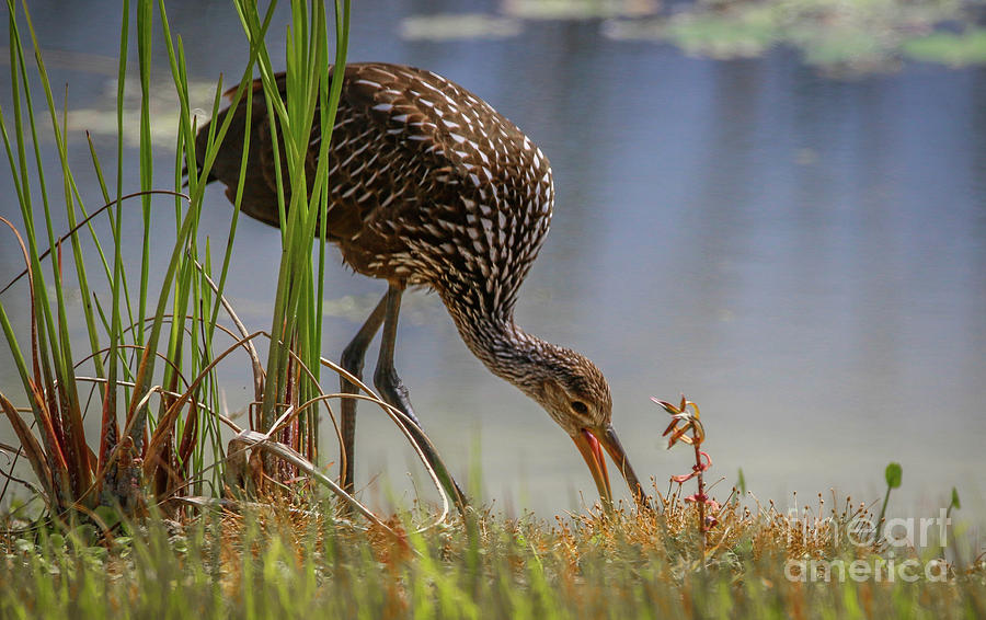 Limpkin at Waters Edge #1 Photograph by Tom Claud