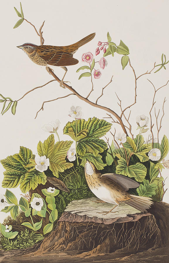 John James Audubon Painting - Lincoln Finch by John James Audubon