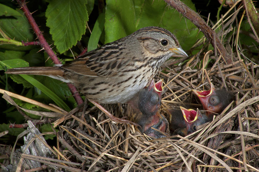 house sparrow nest