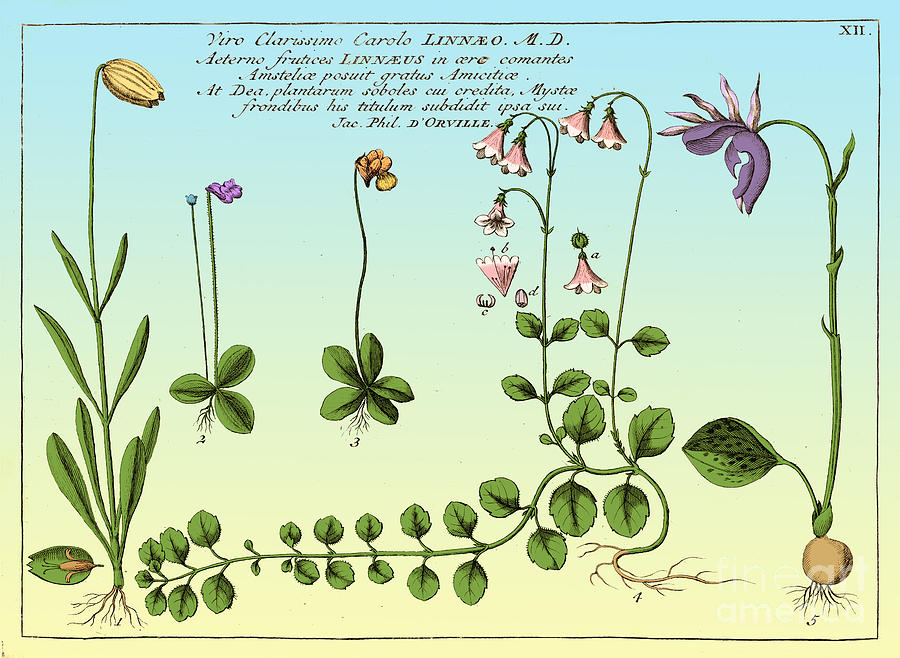 Linnaea Borealis, Linnaeuss Favorite #2 Photograph by Science Source