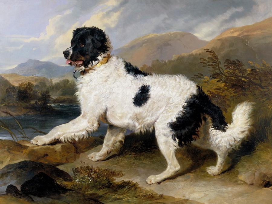 Lion, A Newfoundland Dog #1 Painting by Edwin Henry Landseer