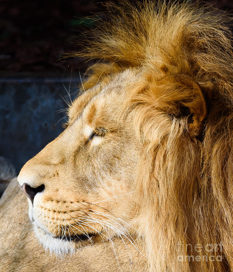 Lion #1 Photograph by Colin Rayner
