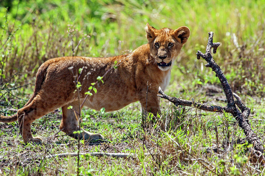 Lion Cub Walking #1 Photograph by Sally Weigand