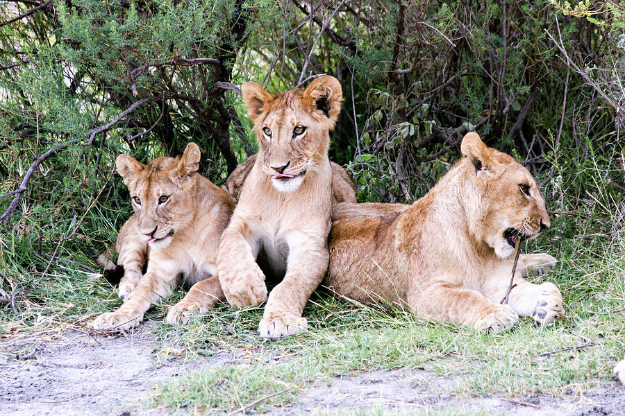Lion cubs Panthera leo #1 Photograph by Gilad Flesch