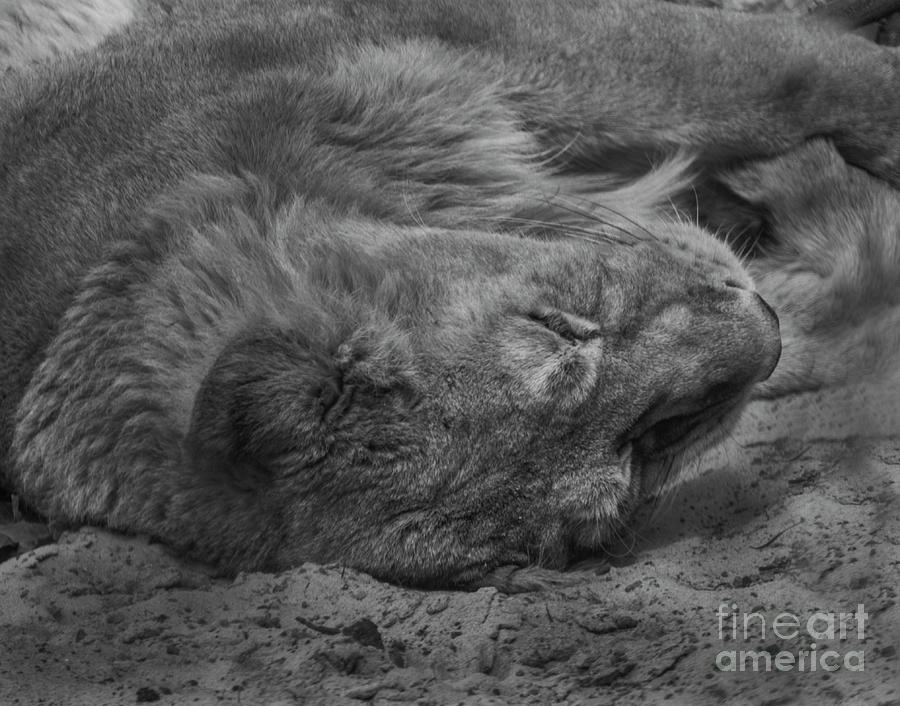 Lion #3 Photograph by Doc Braham