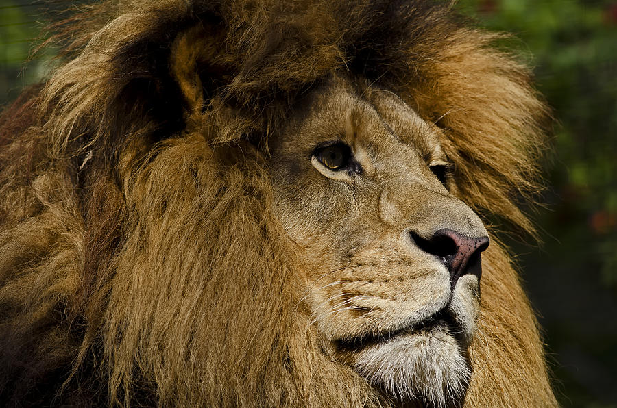 Lion Gaze #2 Photograph by JT Lewis