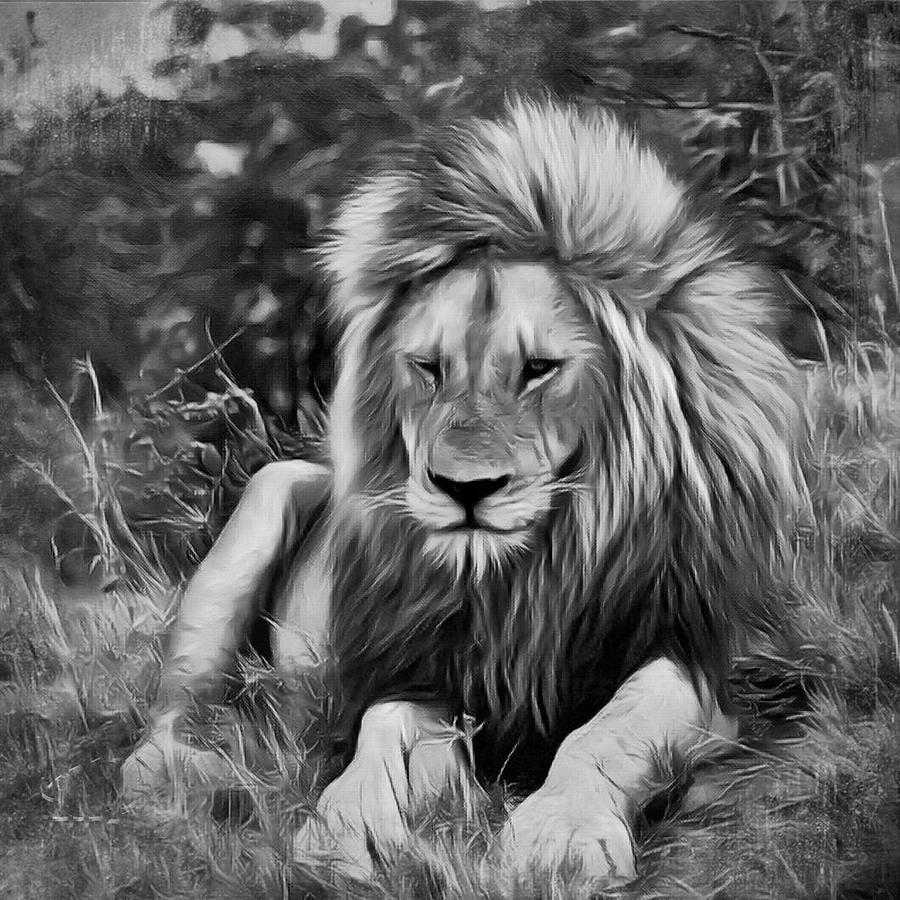 Lion #1 Photograph by Gini Moore