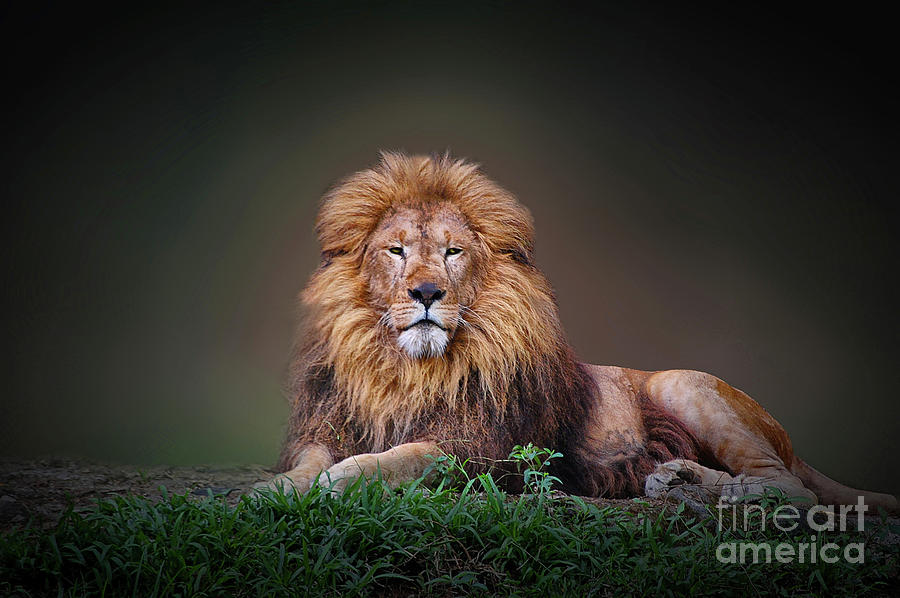 Wildlife Photograph - Lion King #1 by Charuhas Images