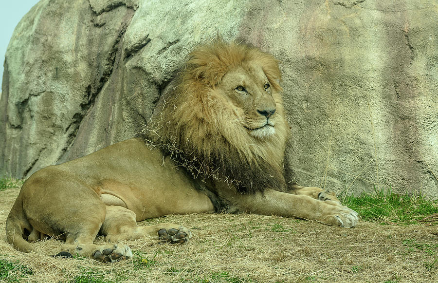 Lion King Photograph by David Pine - Fine Art America