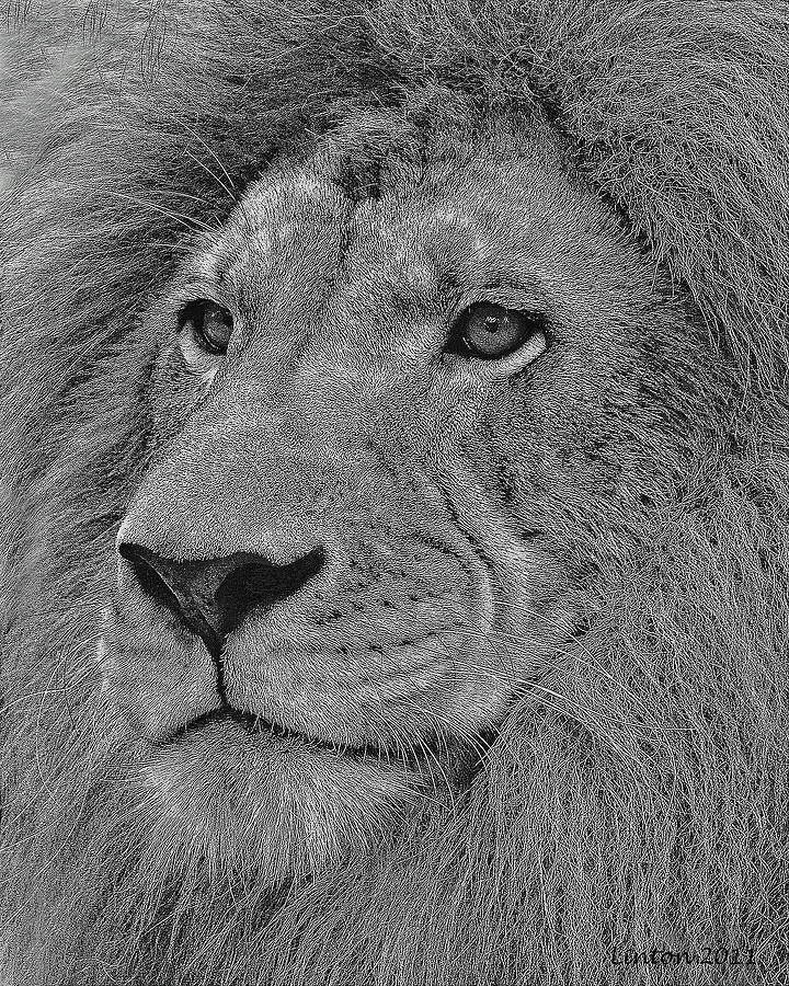 Lion King Digital Art by Larry Linton