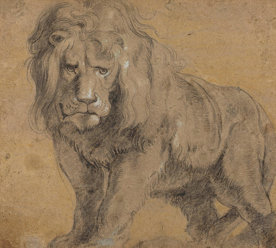 Lion, from circa 1612-1613 Drawing by Peter Paul Rubens