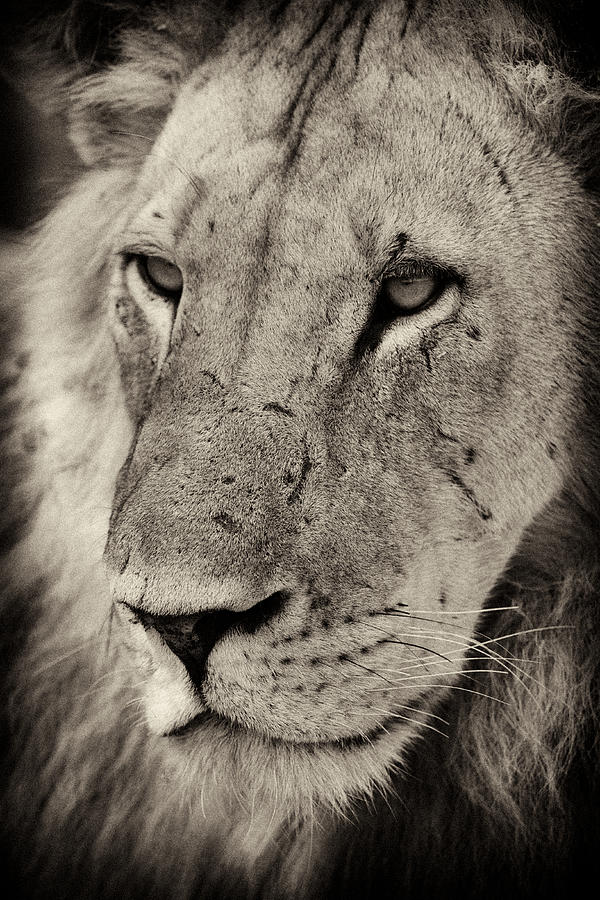 Lion portrait #1 Photograph by Johan Elzenga