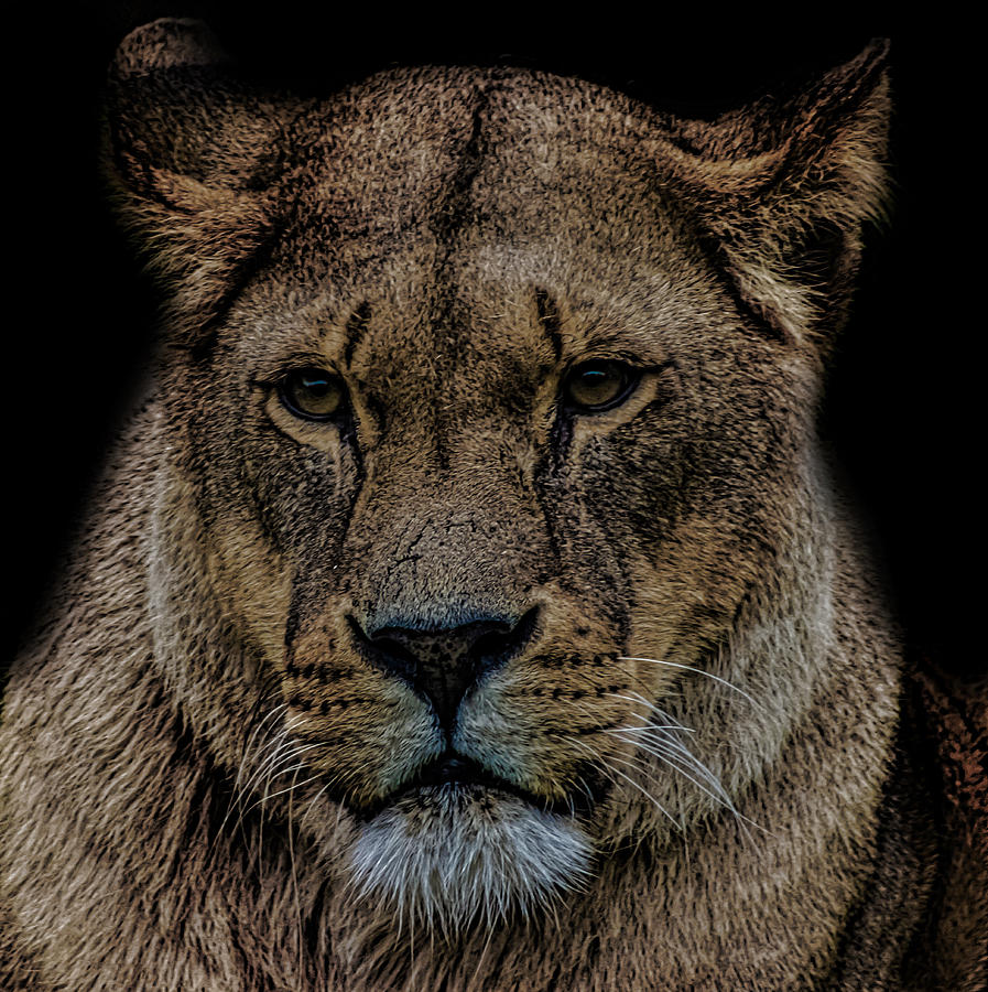 Lion Photograph - Lion Portrait #1 by Martin Newman