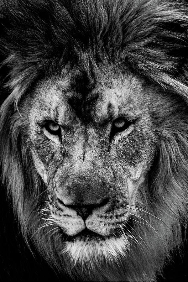 Wildlife Photograph - Lion Portrait #1 by Mike Burgquist