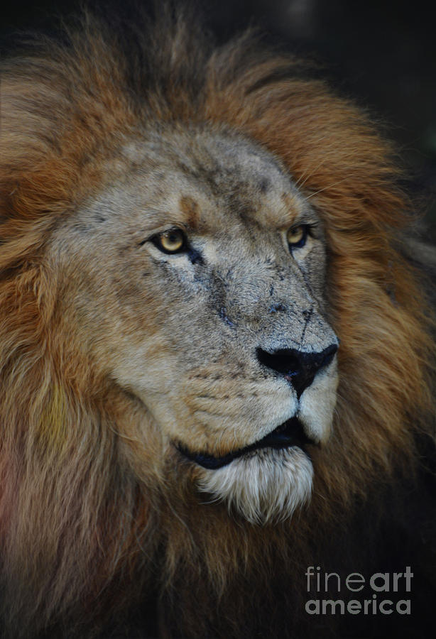 Lion #2 Photograph by Savannah Gibbs