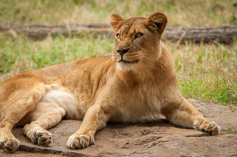 Lioness 1 #1 Photograph by Joye Ardyn Durham