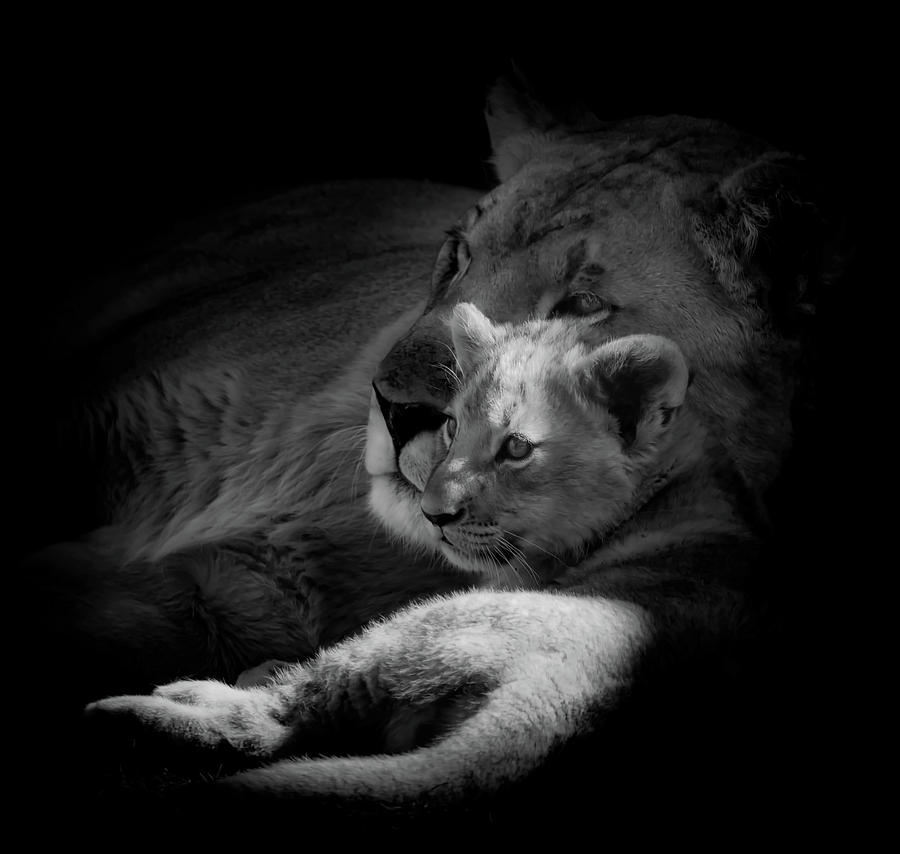 Lioness And Cub #1 Photograph by Mountain Dreams