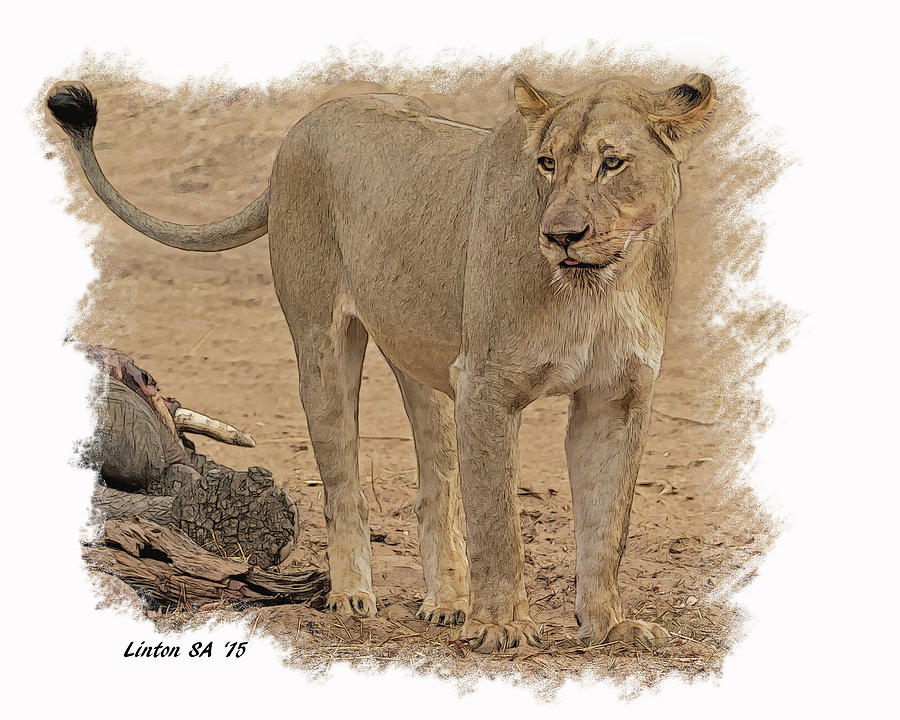 Lion Digital Art - LIONESS at the KILL #2 by Larry Linton