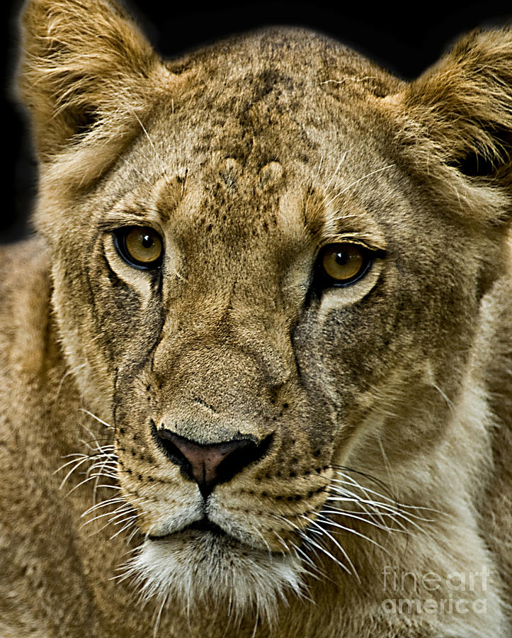 Animal Photograph - Lioness #1 by Charuhas Images