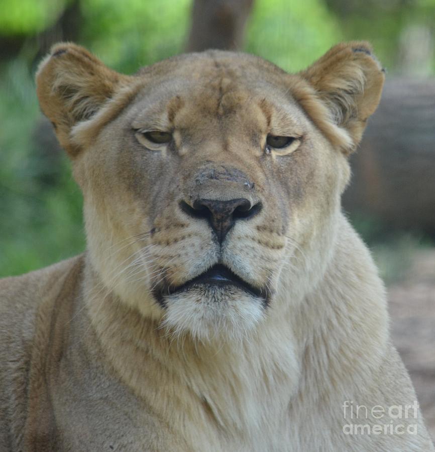 Lioness #2 Photograph by Maria Urso