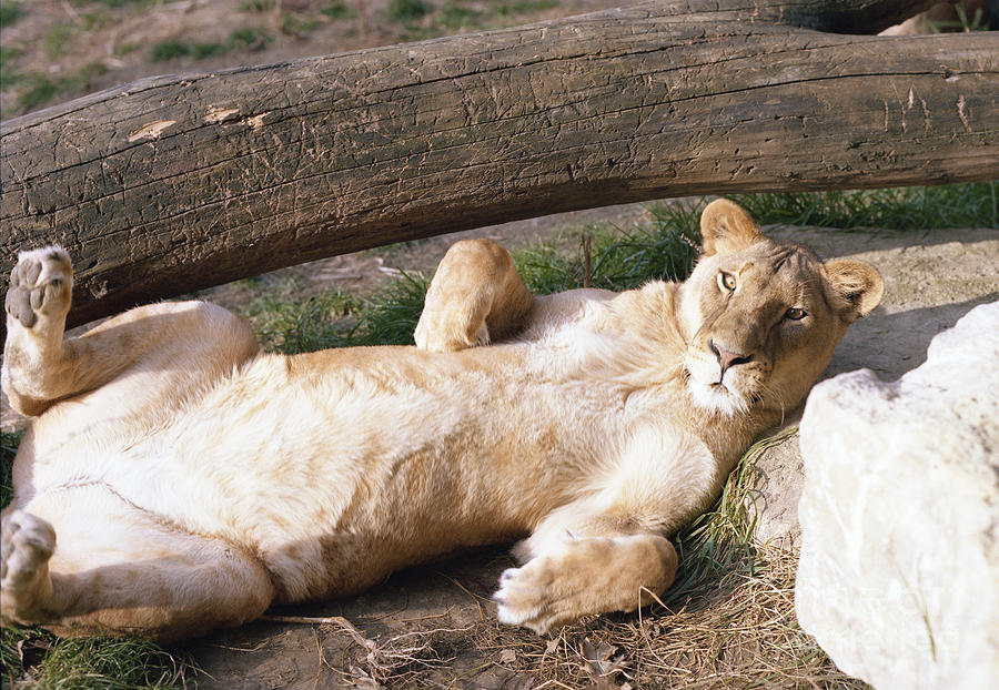 Lioness Relaxing #2 Photograph by John Bowers