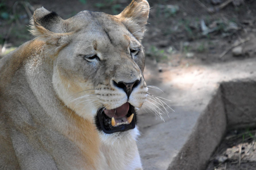 Lioness #1 Photograph by Teresa Blanton