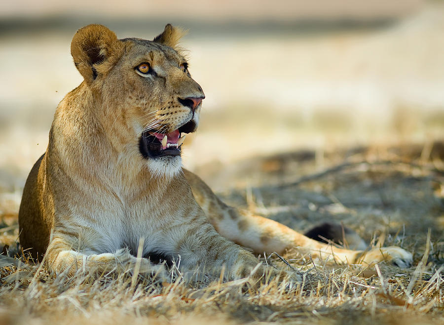 Lioness #1 Photograph by Yuri Peress